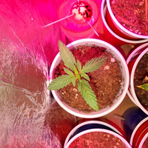 Unknown strain growlog photo: Seedlings