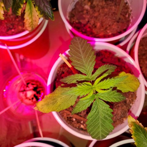 Unknown strain growlog photo: Seedlings