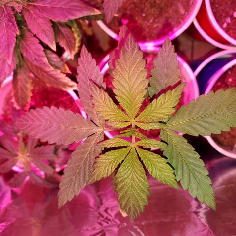 Unknown strain growlog photo: This one is growing pretty fast