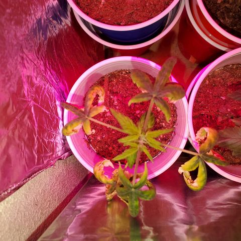 Unknown strain growlog photo: Turn away from these. Haha these girls have been through a lot.  Circus freak is actually flowering already