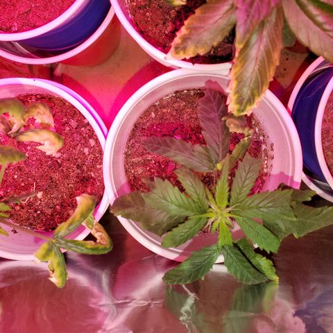 Unknown strain growlog photo: Turn away from these. Haha these girls have been through a lot.  Circus freak is actually flowering already