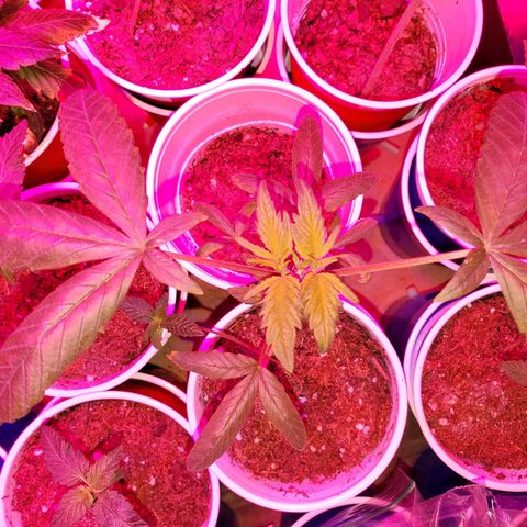 Unknown strain growlog photo: This topped one suffered very little nute burn from the HST.  But,  new growth and she is recovering nicely