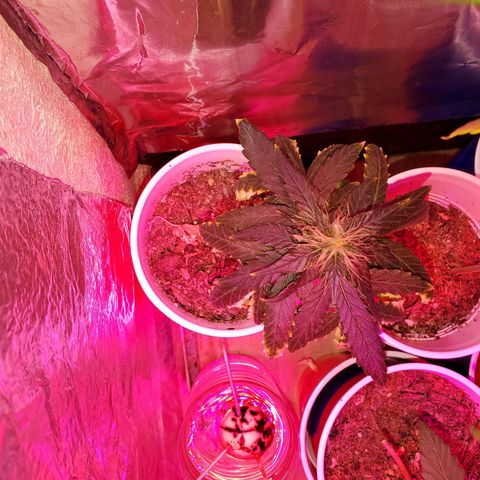 Unknown strain growlog photo: A few more weeks left!