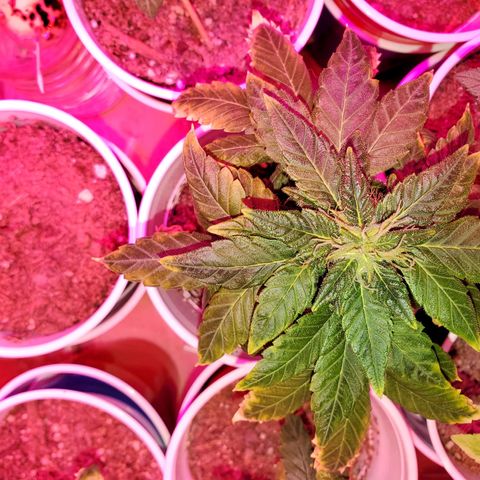Unknown strain growlog photo: A few more weeks left!