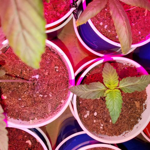 Unknown strain growlog timeline photo