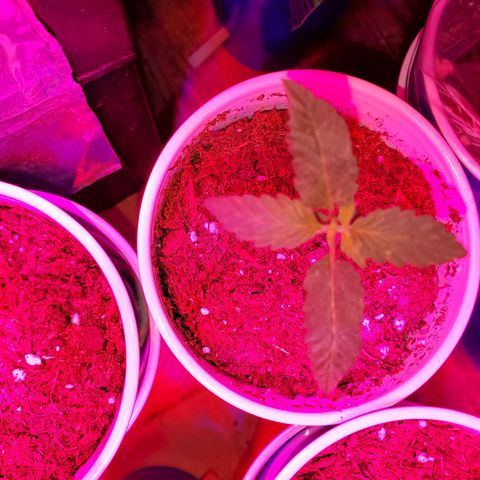 Unknown strain growlog timeline photo