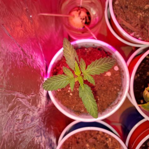 Unknown strain growlog timeline photo