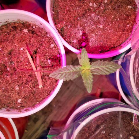 Unknown strain growlog timeline photo