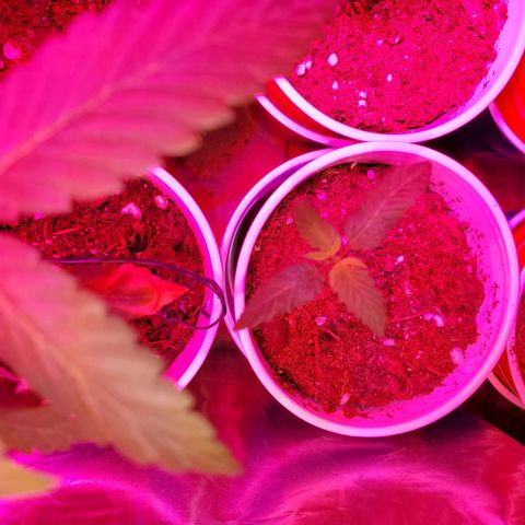 Unknown strain growlog timeline photo