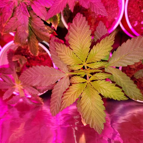 Unknown strain growlog timeline photo