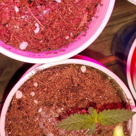 Unknown strain growlog timeline photo