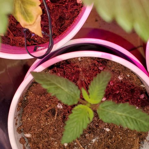 Unknown strain growlog timeline photo