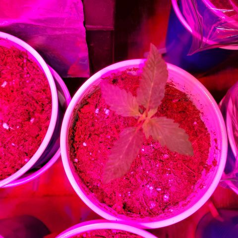 Unknown strain growlog timeline photo