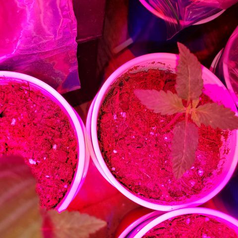 Unknown strain growlog timeline photo