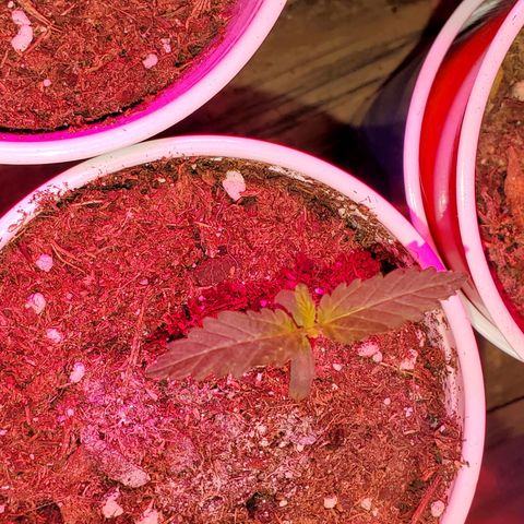 Unknown strain growlog timeline photo