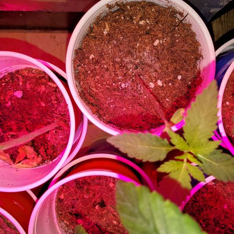 Unknown strain growlog timeline photo