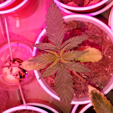Unknown strain growlog timeline photo