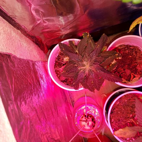 Unknown strain growlog timeline photo