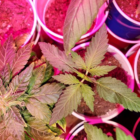 Unknown strain growlog timeline photo