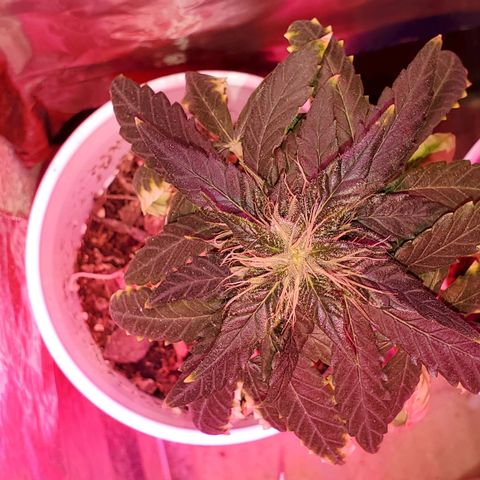 Unknown strain growlog timeline photo