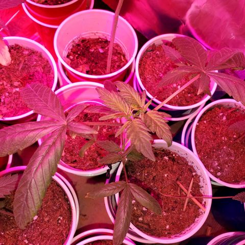 Unknown strain growlog timeline photo