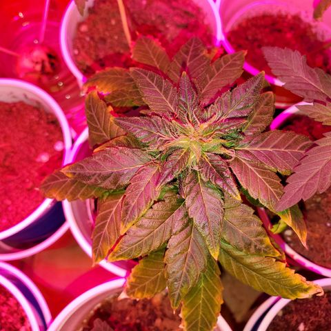 Unknown strain growlog timeline photo