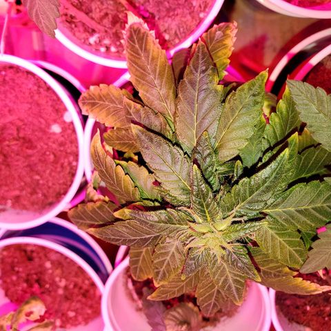Unknown strain growlog timeline photo