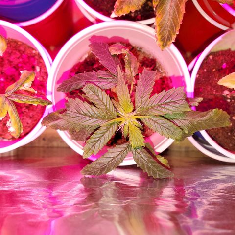 Unknown strain growlog timeline photo