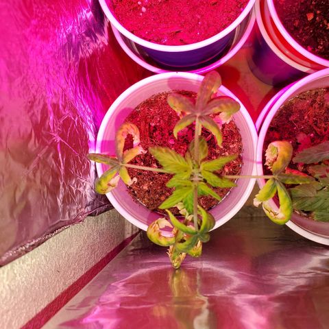 Unknown strain growlog timeline photo