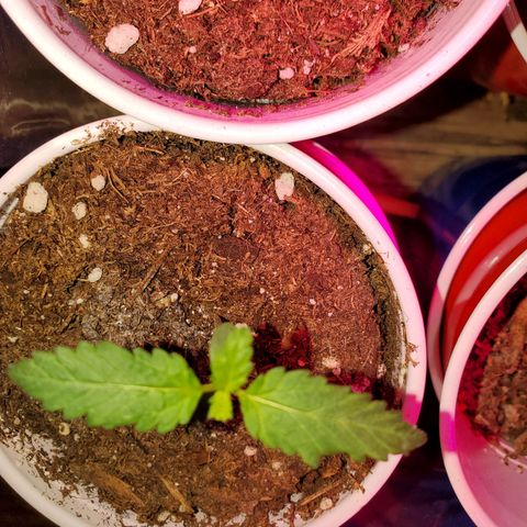Unknown strain growlog timeline photo