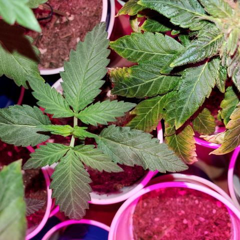 Unknown strain growlog timeline photo