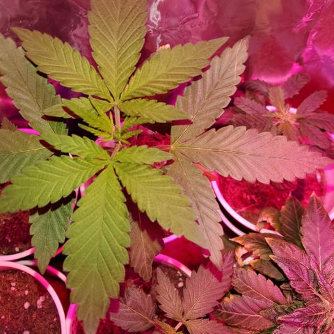 Unknown strain growlog timeline photo