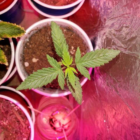 Unknown strain growlog timeline photo