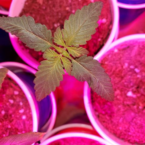 Unknown strain growlog timeline photo