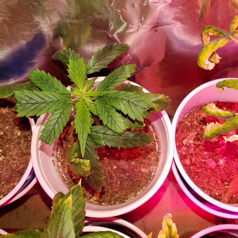 Unknown strain growlog timeline photo