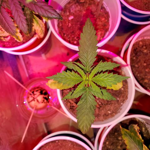 Unknown strain growlog timeline photo