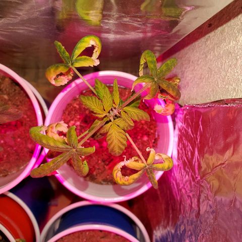 Unknown strain growlog timeline photo