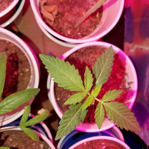Unknown strain growlog timeline photo