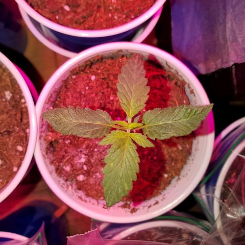 Unknown strain growlog timeline photo