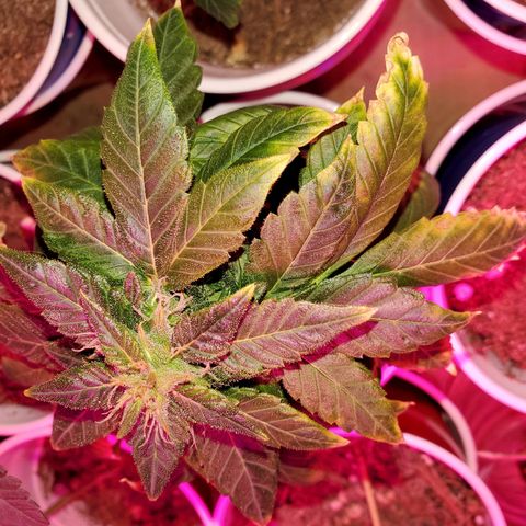 Unknown strain growlog timeline photo