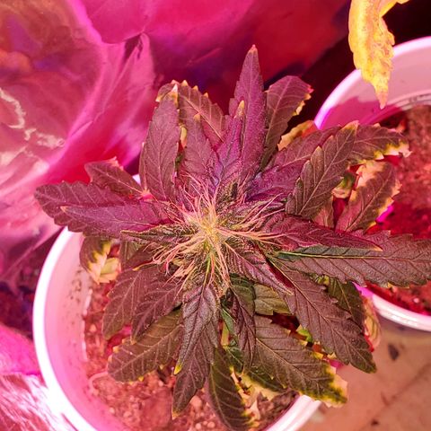 Unknown strain growlog timeline photo