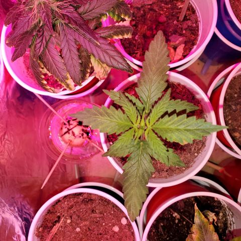 Unknown strain growlog photo: Babies are doing really well, cotlyedons are still looking healthy.  Babies are getting Fox farm Tiger bloom with water mix and PH'd at 6.3