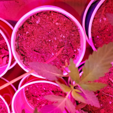 Unknown strain growlog photo: Babies are doing really well, cotlyedons are still looking healthy.  Babies are getting Fox farm Tiger bloom with water mix and PH'd at 6.3