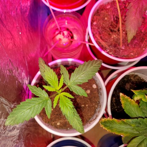 Unknown strain growlog photo: Babies are doing really well, cotlyedons are still looking healthy.  Babies are getting Fox farm Tiger bloom with water mix and PH'd at 6.3