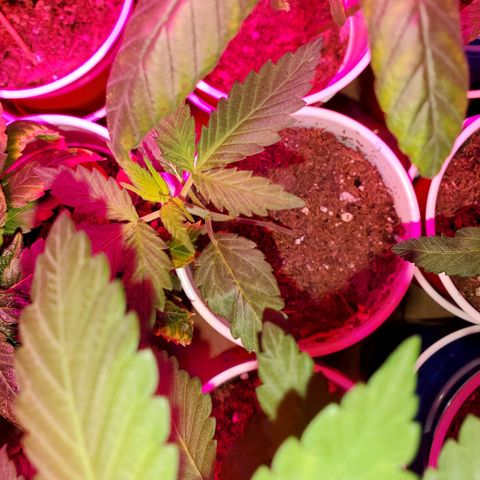 Unknown strain growlog photo: Babies are doing really well, cotlyedons are still looking healthy.  Babies are getting Fox farm Tiger bloom with water mix and PH'd at 6.3