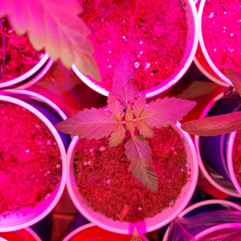 Unknown strain growlog photo: Babies are doing really well, cotlyedons are still looking healthy.  Babies are getting Fox farm Tiger bloom with water mix and PH'd at 6.3