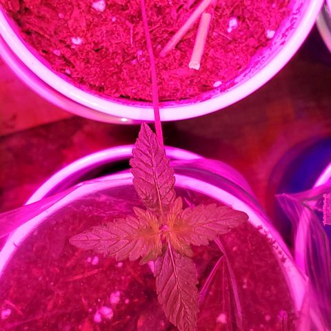Unknown strain growlog photo: Babies are doing really well, cotlyedons are still looking healthy.  Babies are getting Fox farm Tiger bloom with water mix and PH'd at 6.3