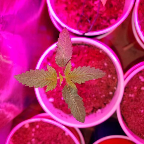 Unknown strain growlog photo: Babies are doing really well, cotlyedons are still looking healthy.  Babies are getting Fox farm Tiger bloom with water mix and PH'd at 6.3