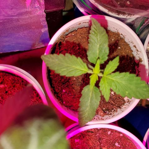Unknown strain growlog photo: Babies are doing really well, cotlyedons are still looking healthy.  Babies are getting Fox farm Tiger bloom with water mix and PH'd at 6.3