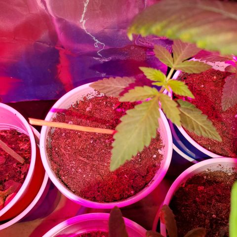 Unknown strain growlog photo: Babies are doing really well, cotlyedons are still looking healthy.  Babies are getting Fox farm Tiger bloom with water mix and PH'd at 6.3